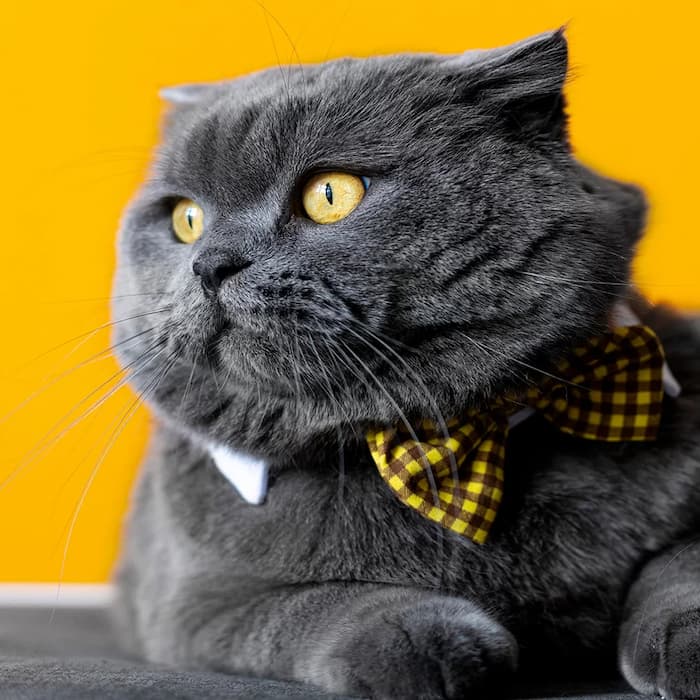 mysite-name grooming salon with professional groomers working