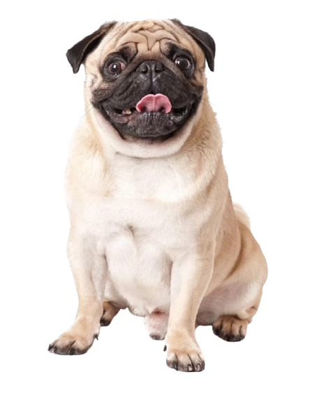 Gentle Grooming Care for Your Beloved Pets